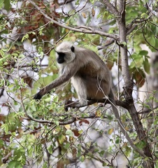 Semnopithecus entellus