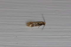 Tinea mandarinella