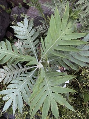Bocconia arborea