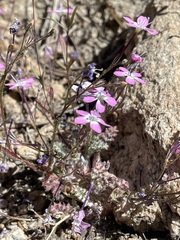 Gilia leptantha purpusii