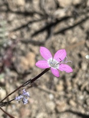 Gilia leptantha purpusii