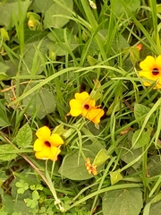 Thunbergia alata