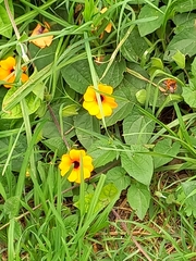 Thunbergia alata
