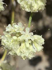 Eriogonum strictum