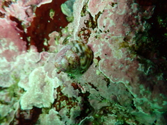 Tegula pulligo