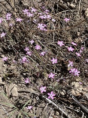 Gilia leptantha purpusii