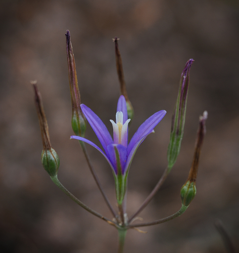 Sonoma Brodiaea