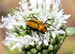 Nemognatha scutellaris