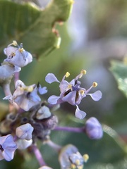 Ceanothus pinetorum