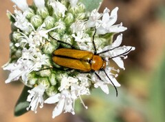 Nemognatha scutellaris
