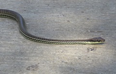 Dendrelaphis philippinensis