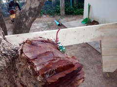 Pyrops candelaria