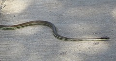 Dendrelaphis philippinensis