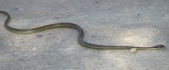 Dendrelaphis philippinensis