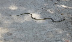 Dendrelaphis philippinensis