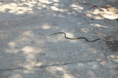 Dendrelaphis philippinensis