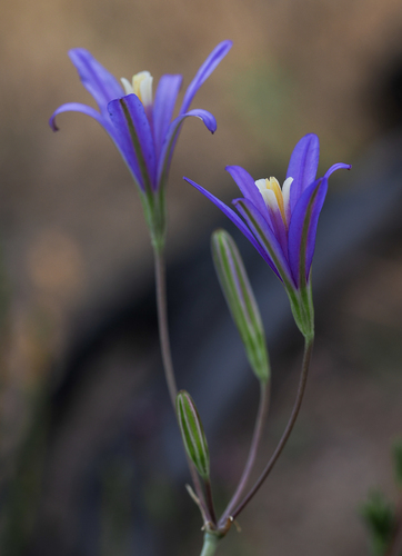 California brodiaea (Brodiaea californica)