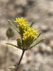 Orochaenactis thysanocarpha