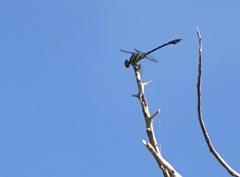 Paragomphus balneorum