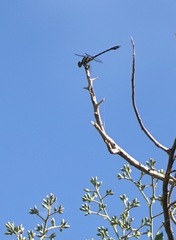 Paragomphus balneorum