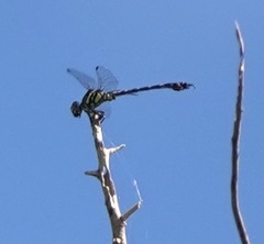 Paragomphus balneorum