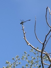 Paragomphus balneorum