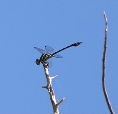 Paragomphus balneorum