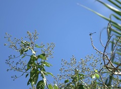 Paragomphus balneorum