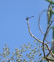 Paragomphus balneorum