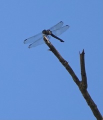 Potamarcha congener