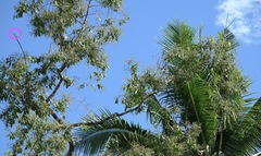 Potamarcha congener