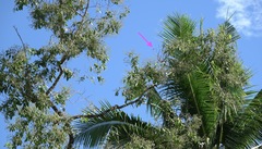 Paragomphus balneorum