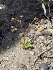 Sidotheca caryophylloides