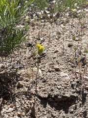 Orochaenactis thysanocarpha