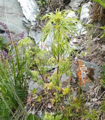Artemisia sieversiana