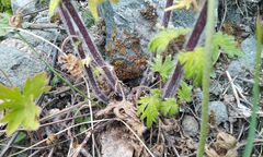 Artemisia sieversiana