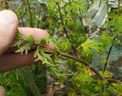 Artemisia sieversiana