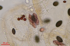 Saccobolus depauperatus