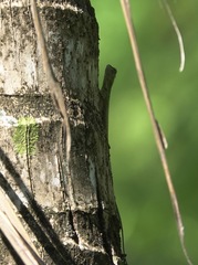 Draco spilopterus