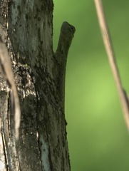 Draco spilopterus