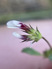 Trifolium variegatum geminiflorum