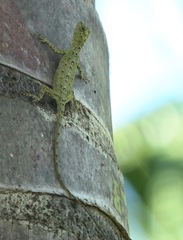 Draco spilopterus
