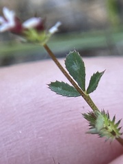 Trifolium variegatum geminiflorum