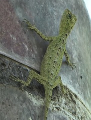 Draco spilopterus
