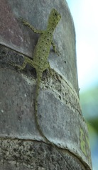 Draco spilopterus