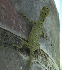 Draco spilopterus