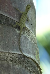 Draco spilopterus