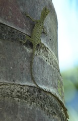 Draco spilopterus