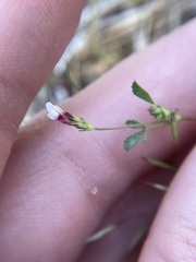 Trifolium variegatum geminiflorum