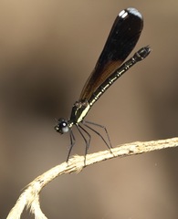Rhinocypha colorata